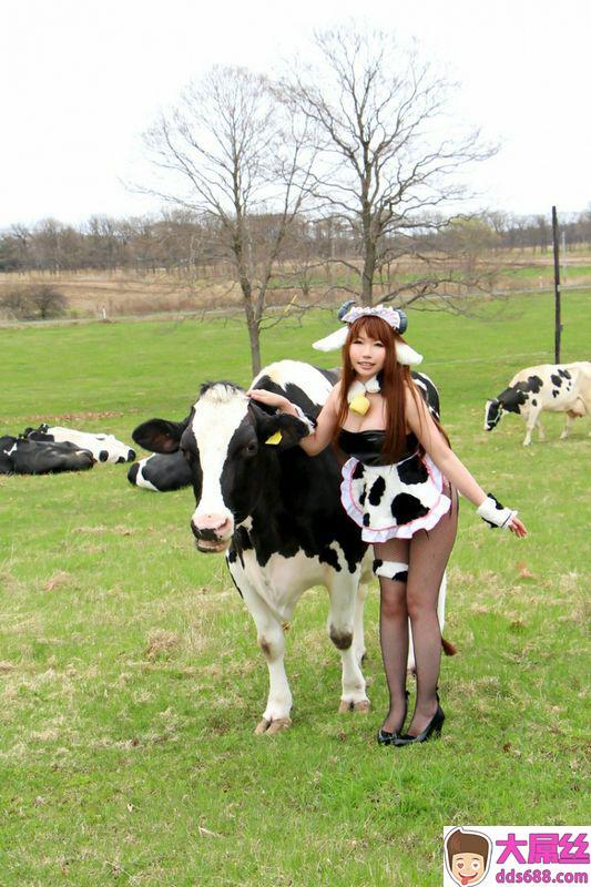 日暮企画系列农场里的小母牛