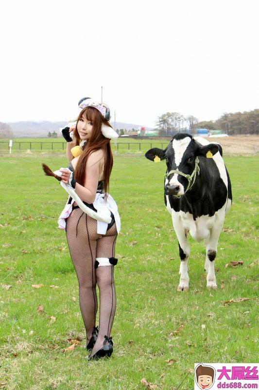 日暮企画系列农场里的小母牛